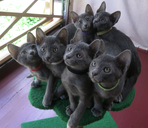 Kittens at 9 weeks